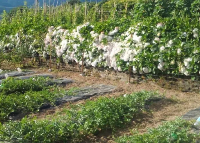 Residencia Teresinha 波瓦桑